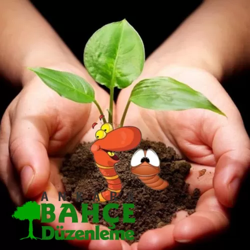 ✅ Ankara Solucan Gübresi Maliyeti