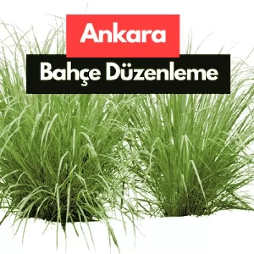 Ankara Uygun Fiyatlı Çim Tohumu